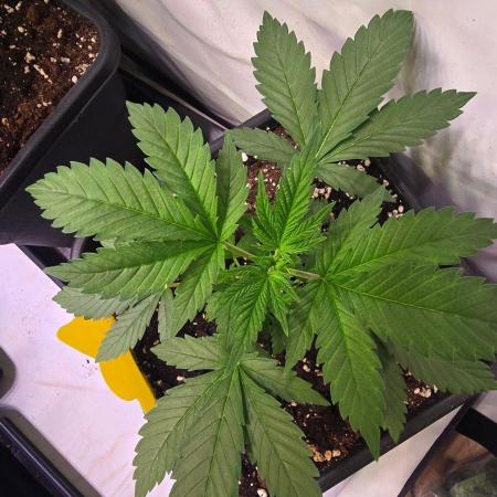 Banana Kush
