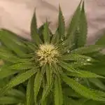 Sticky Queen
