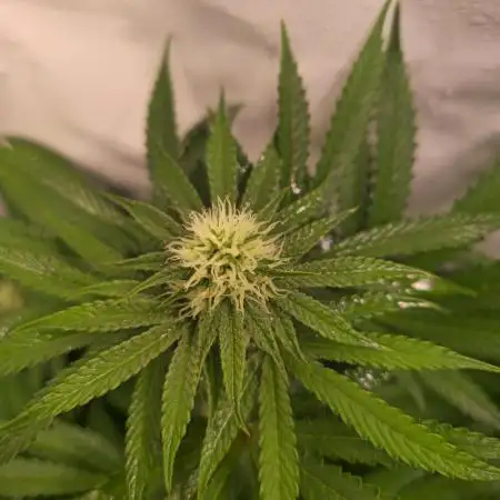 Sticky Queen