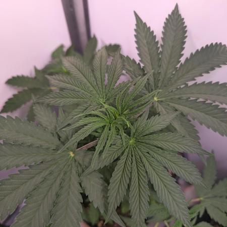 Sticky Queen