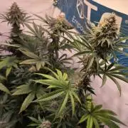 Mandarin Cookies