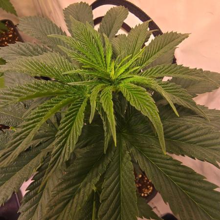 Grease Monkey