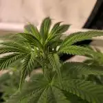 Papaya Stank