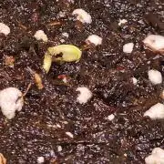 Banana Brawler