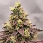 Sticky Queen