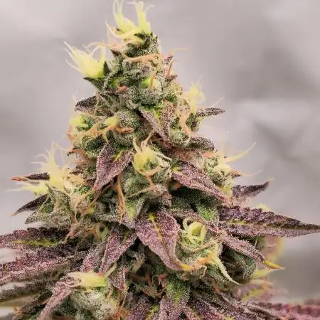 Sticky Queen