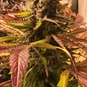 A.Moonrocks #3