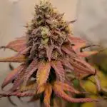Purple Punch Cookies
