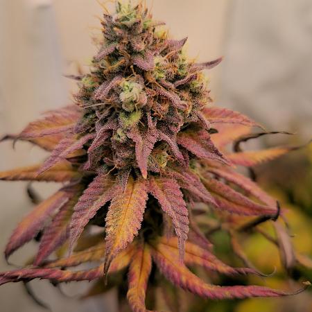 Purple Punch Cookies