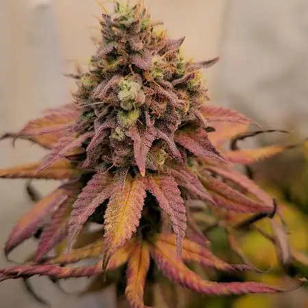 Purple Punch Cookies