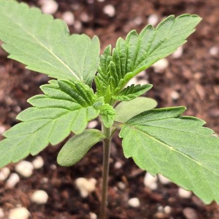 Mexican Sativa