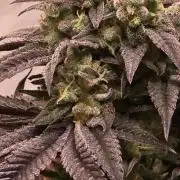 Barcelona Puff