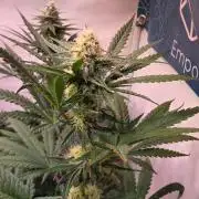 Mandarin Cookies