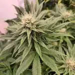 DC Kush