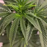 Chikita Manzana