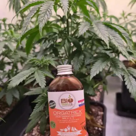 Purple Punch RQS