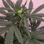 Mandarin Cookies