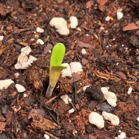 Karibean Mango