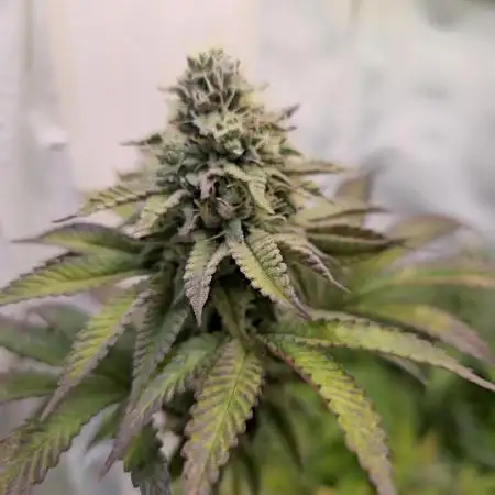 Purple Punch Cookies