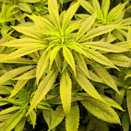 Zkittlez