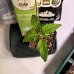 Citrus Slurp
