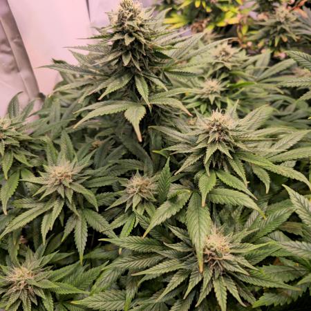 DC Kush