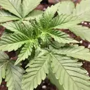 Mexican Sativa