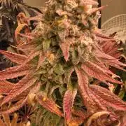 Zkittlez