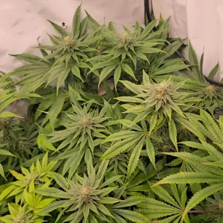 Cherry Dream