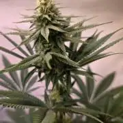 Black Cherry Punch
