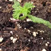 Banana Kush