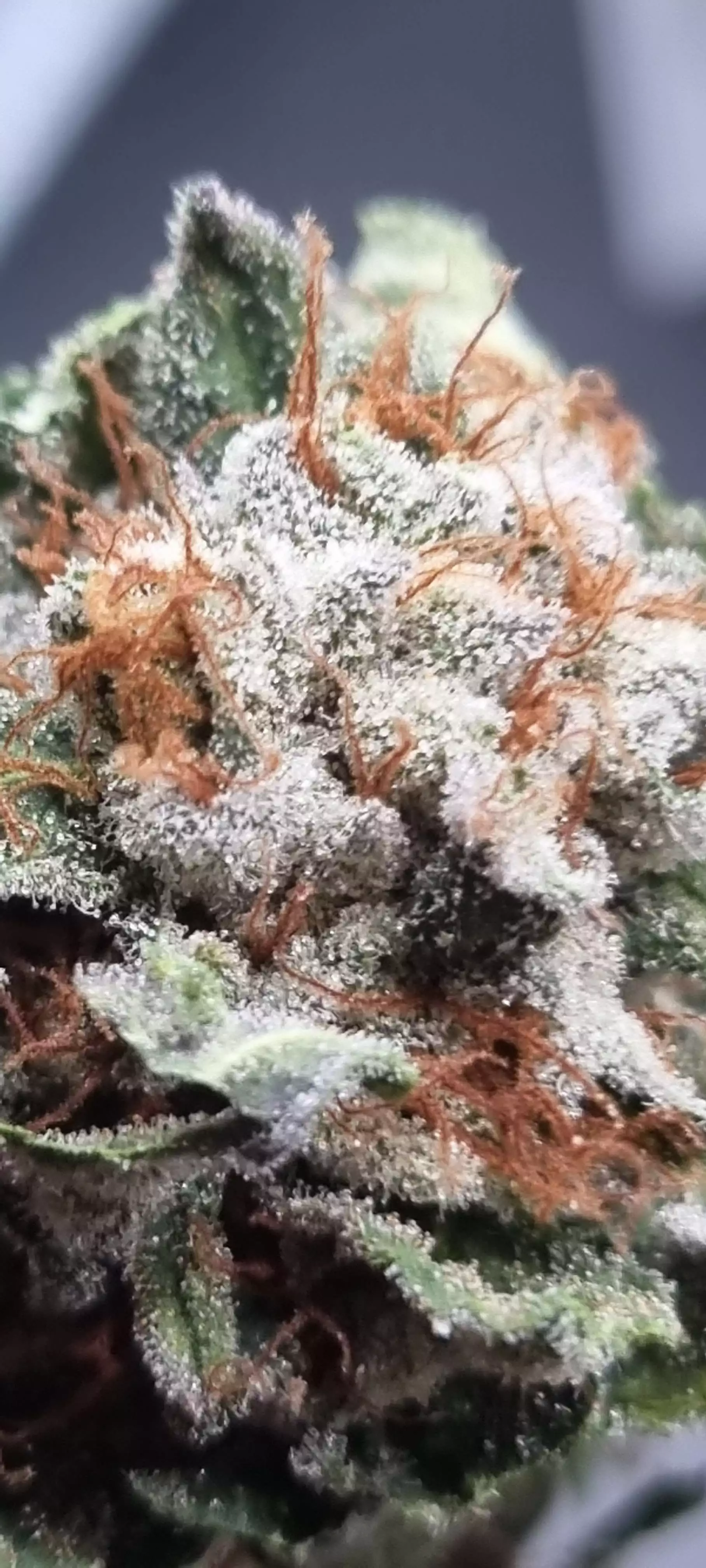 Q4WL gen2 by SANlight grow lamp. Lighting information- Gr