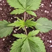 Black Cherry Punch