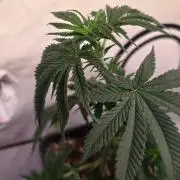 Purple Lemonade