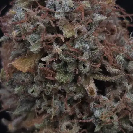Violett Face Auto