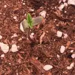 Banana Fumes
