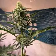 Purple Lemonade