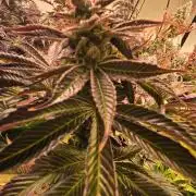 Fruit Cake
