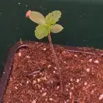 LH2P perfect Tree