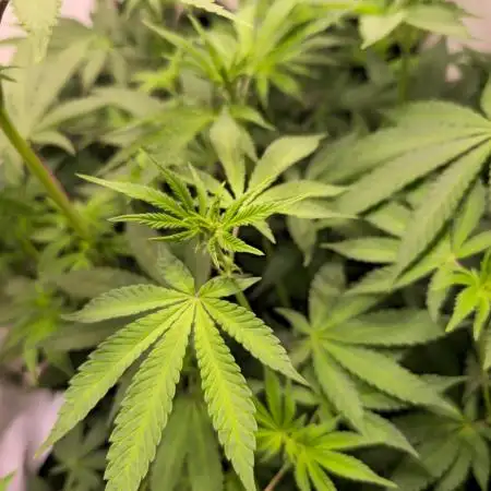 Purple Punch Cookies