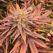 Mimosa Cherry Kush