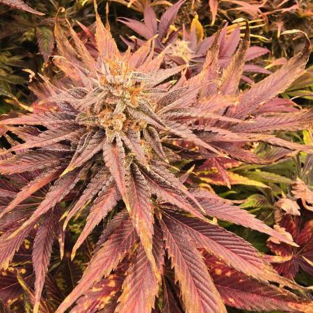 Mimosa Cherry Kush