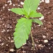 Chikita Manzana