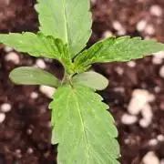 Karibean Mango