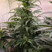 Papaya Jealousy