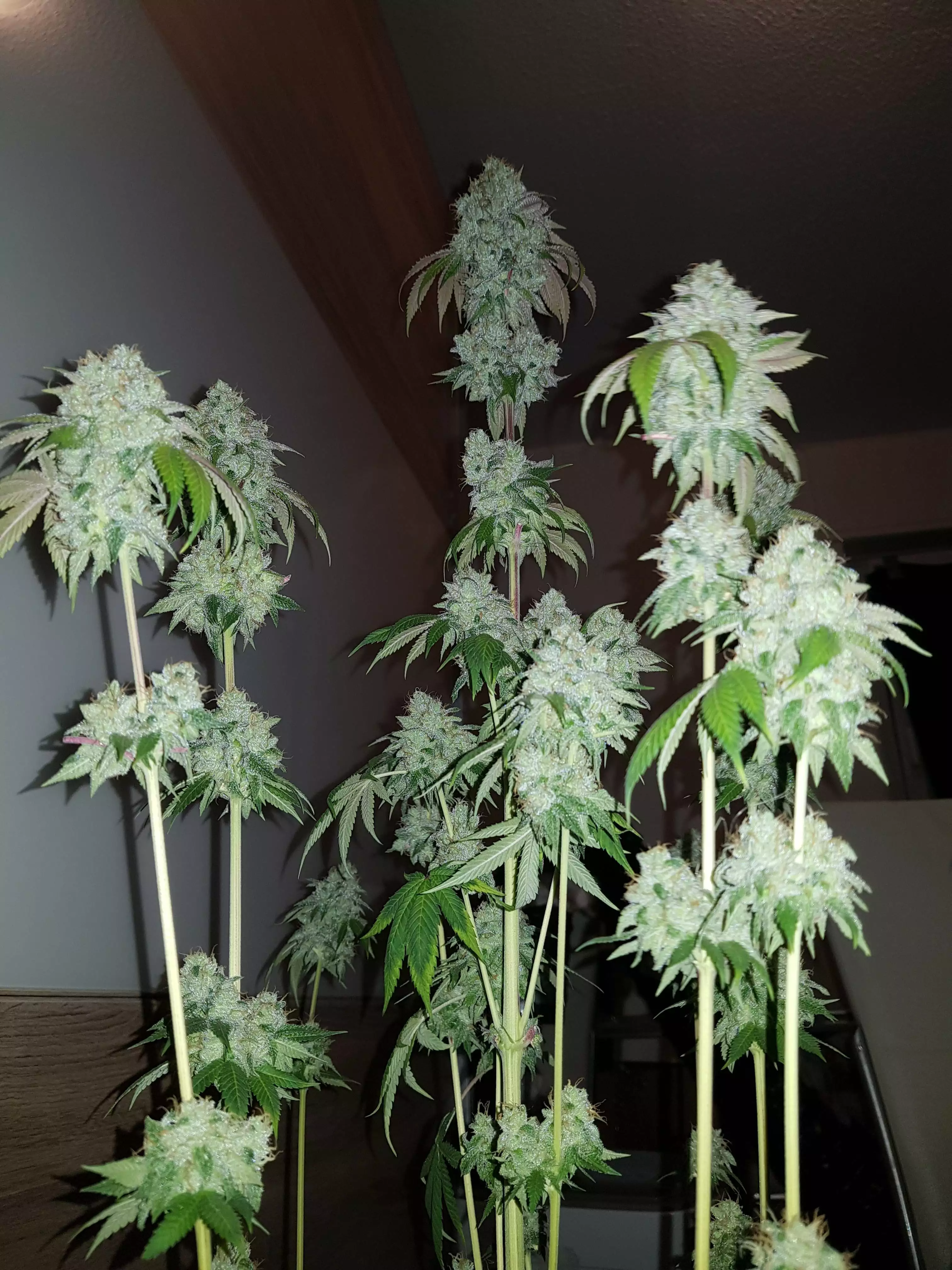 Q4W gen1 by SANlight grow lamp. Lighting information- Gro