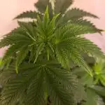 Pink Gorilla RQS