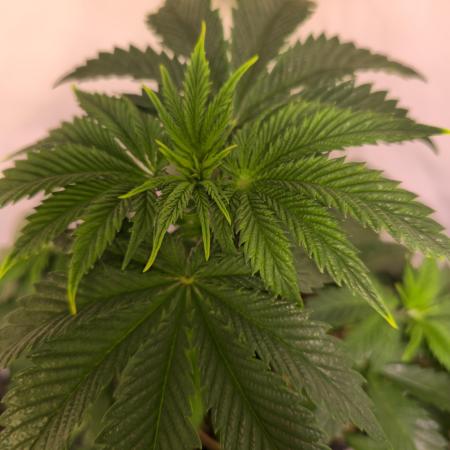 Pink Gorilla RQS