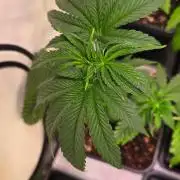 Chikita Manzana
