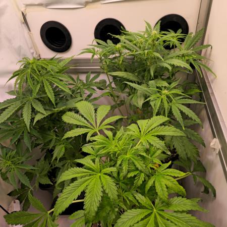 AutoflowerWorldCupBeingThereIsEverything